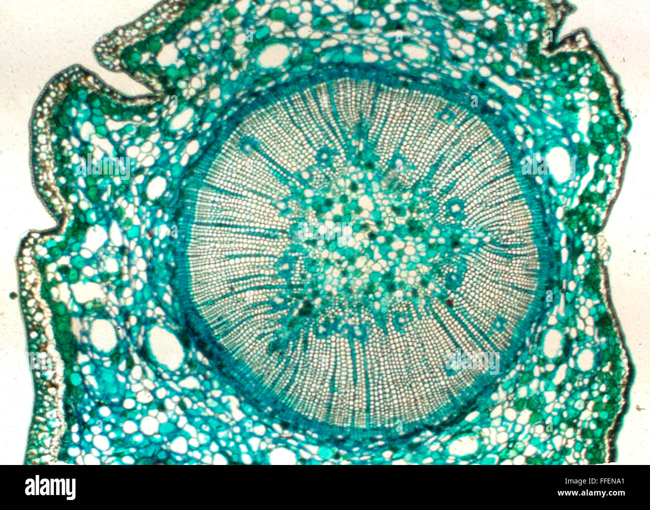 Image microscopique de racine de plante Banque D'Images