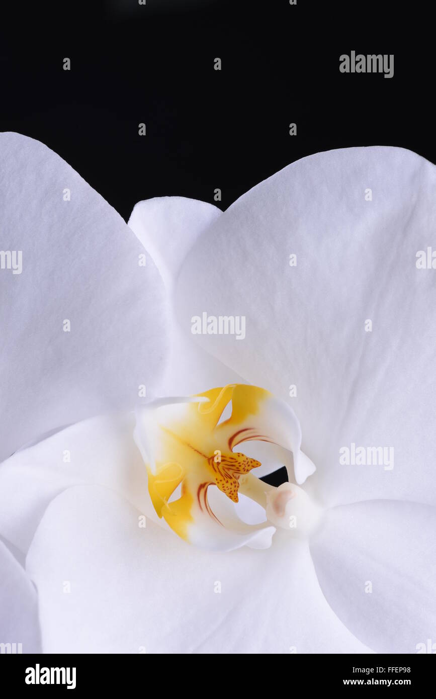 Macro d'orchidée blanche fleur sur fond noir Banque D'Images Macro d'orchidée blanche fleur sur fond noir Banque D'Images