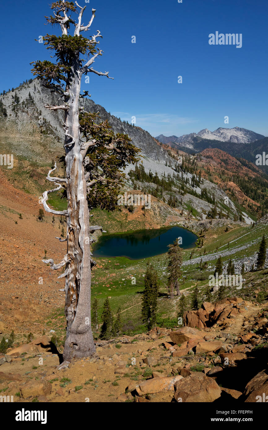 Californie - Deer Lake sur les quatre lacs en boucle Alpes Trinity Désert de la Forêt Nationale de Shasta-Trinity. Banque D'Images
