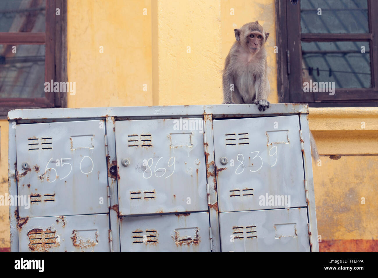 Singe assis sur le dessus d'un casier, Monkey Island, Cat Ba, au Vietnam. Banque D'Images