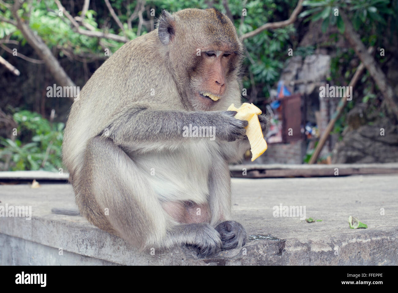 Un singe manger une banane du Monkey Island, Cat Ba, au Vietnam. Banque D'Images