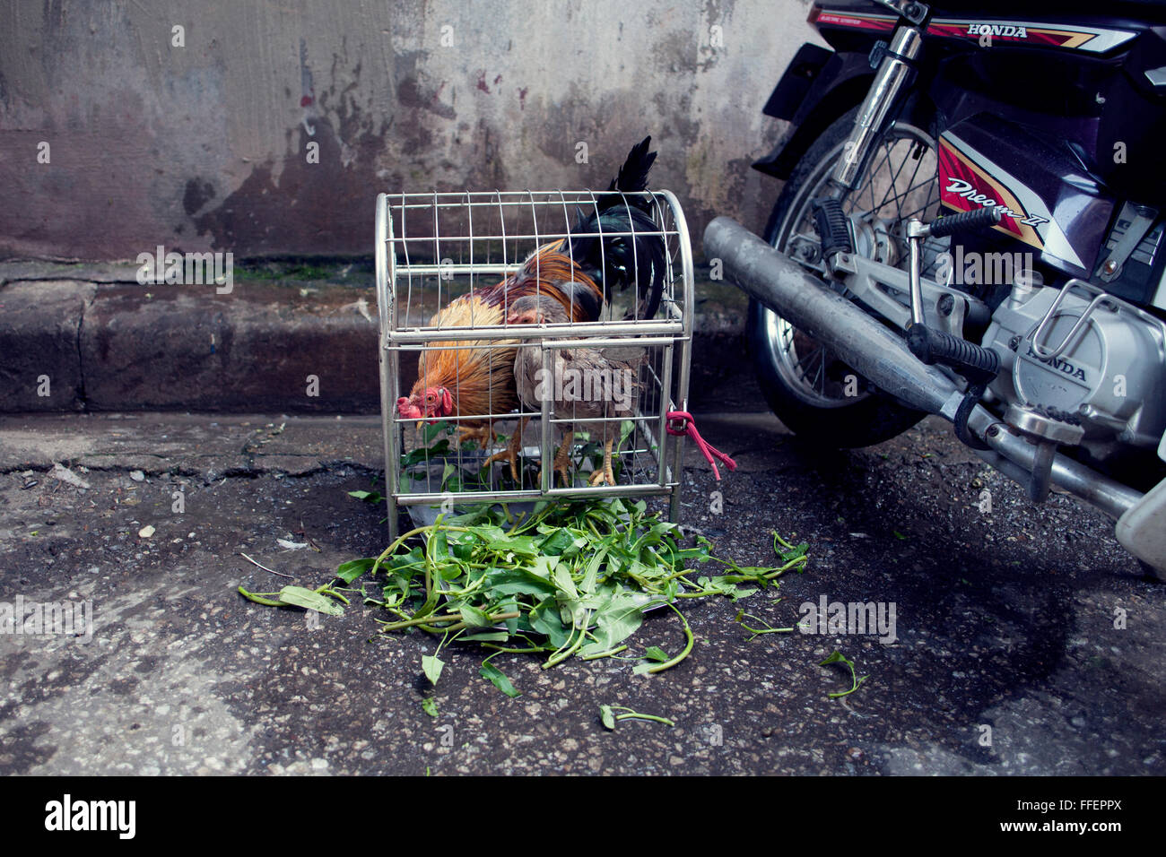 Poulet en cage et coq sur les rues du Vietnam. Banque D'Images