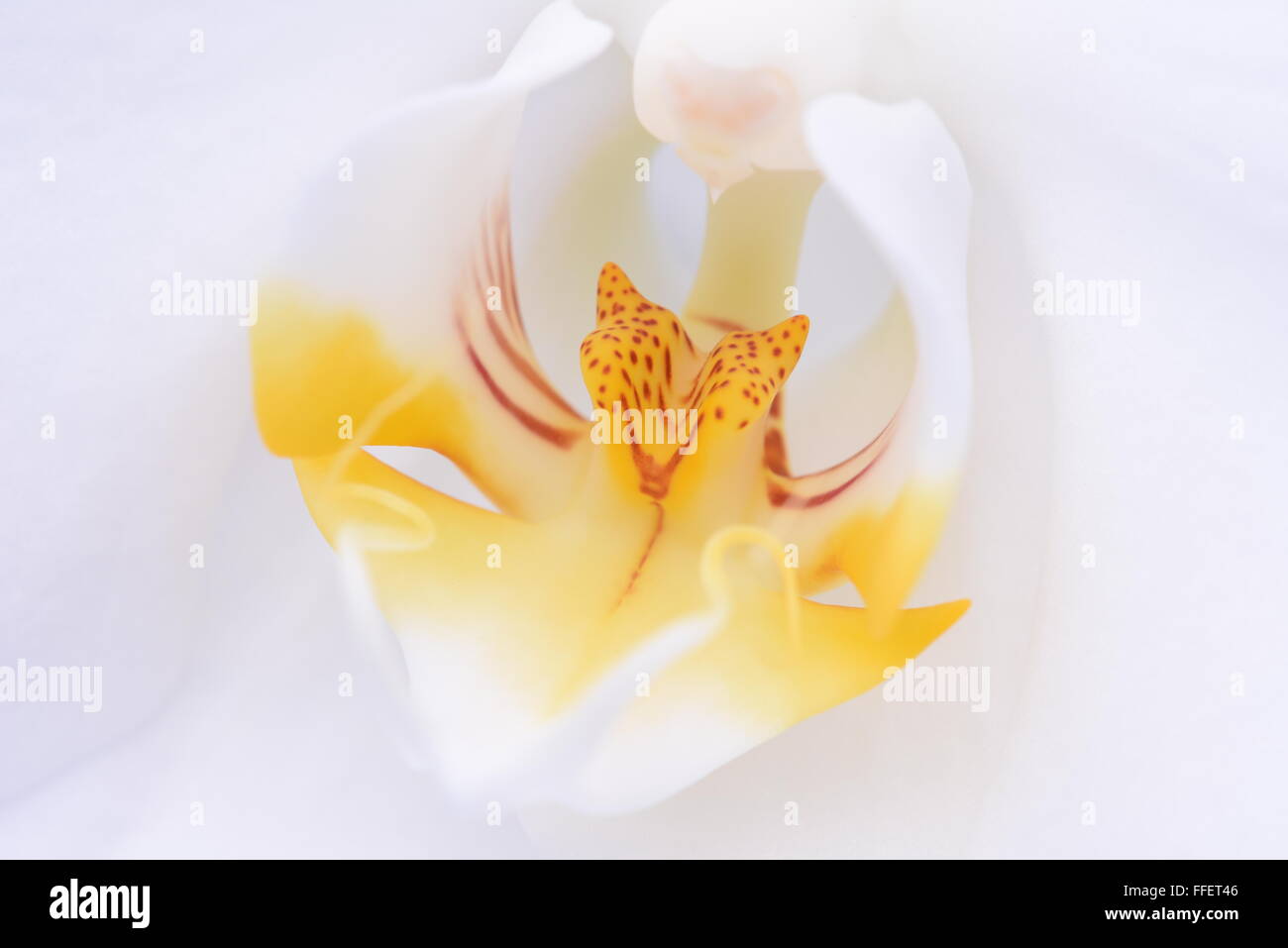Orchidée fleur blanche de macro Banque D'Images Orchidée fleur blanche de macro Banque D'Images