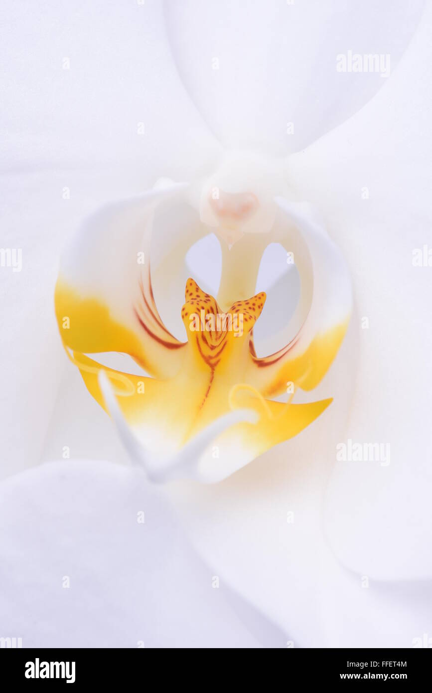 Orchidée fleur blanche de macro Banque D'Images Orchidée fleur blanche de macro Banque D'Images