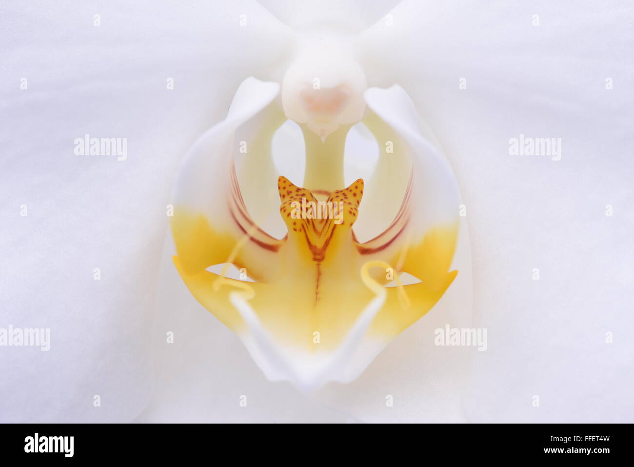 Orchidée fleur blanche de macro Banque D'Images Orchidée fleur blanche de macro Banque D'Images