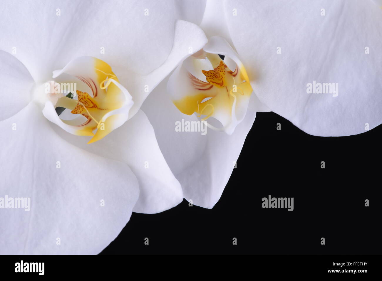 Macro d'orchidée blanche fleur sur fond noir Banque D'Images Macro d'orchidée blanche fleur sur fond noir Banque D'Images