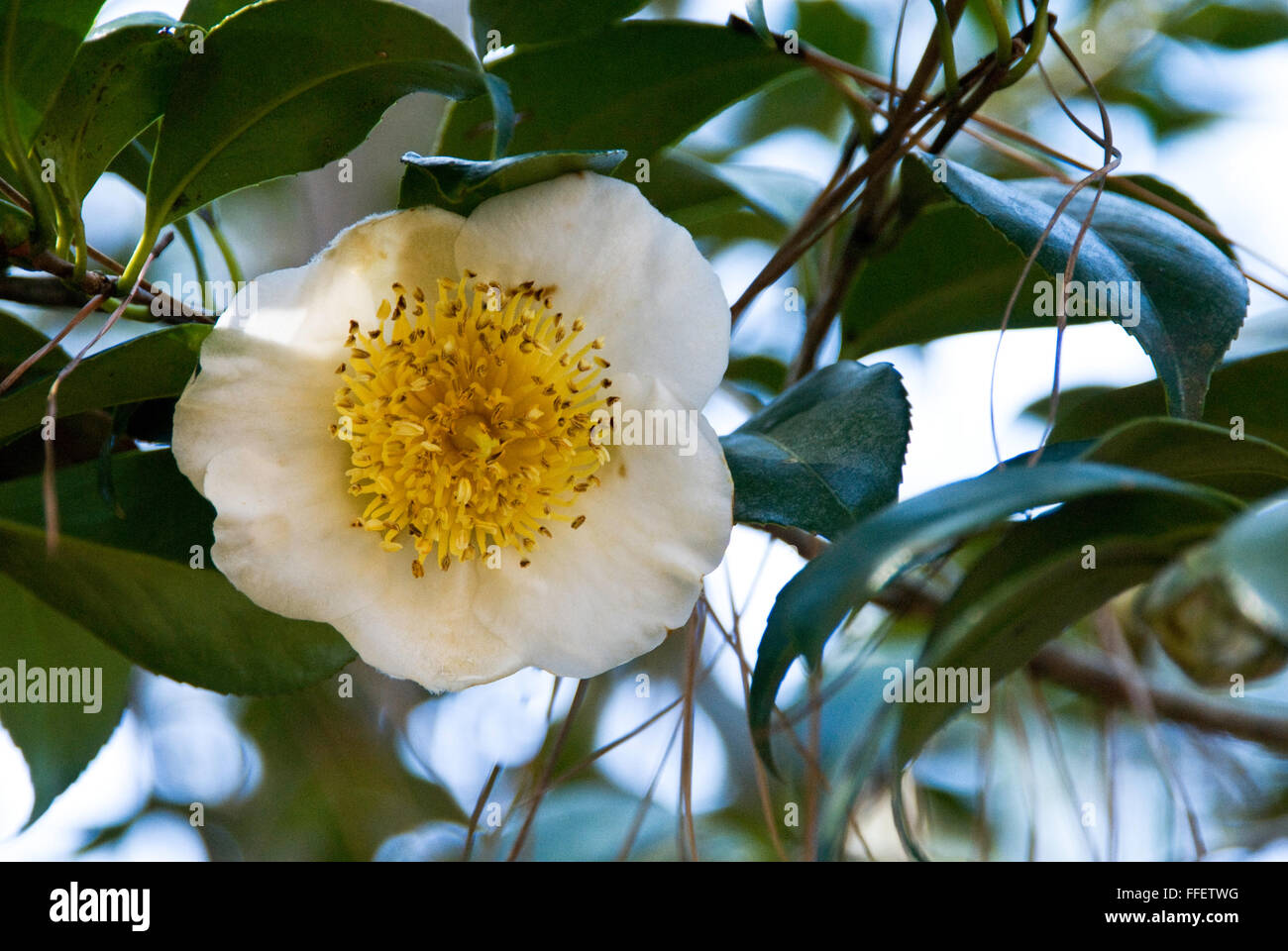 Camellia japonica September Morn Banque D'Images