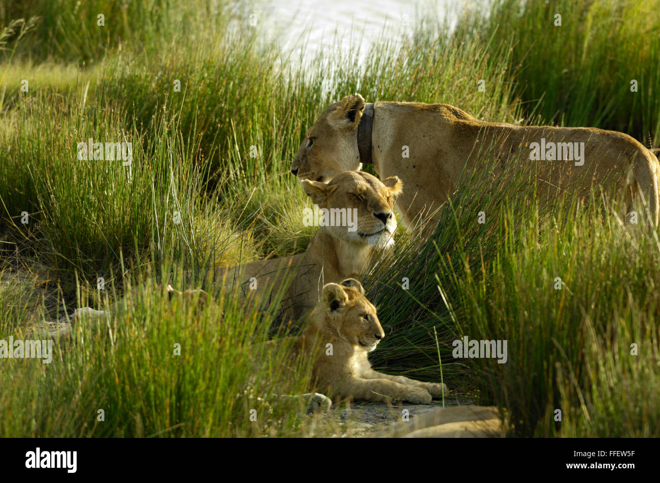 Lionne portant le collier de repérage radio avec oursons à Serengeti Banque D'Images