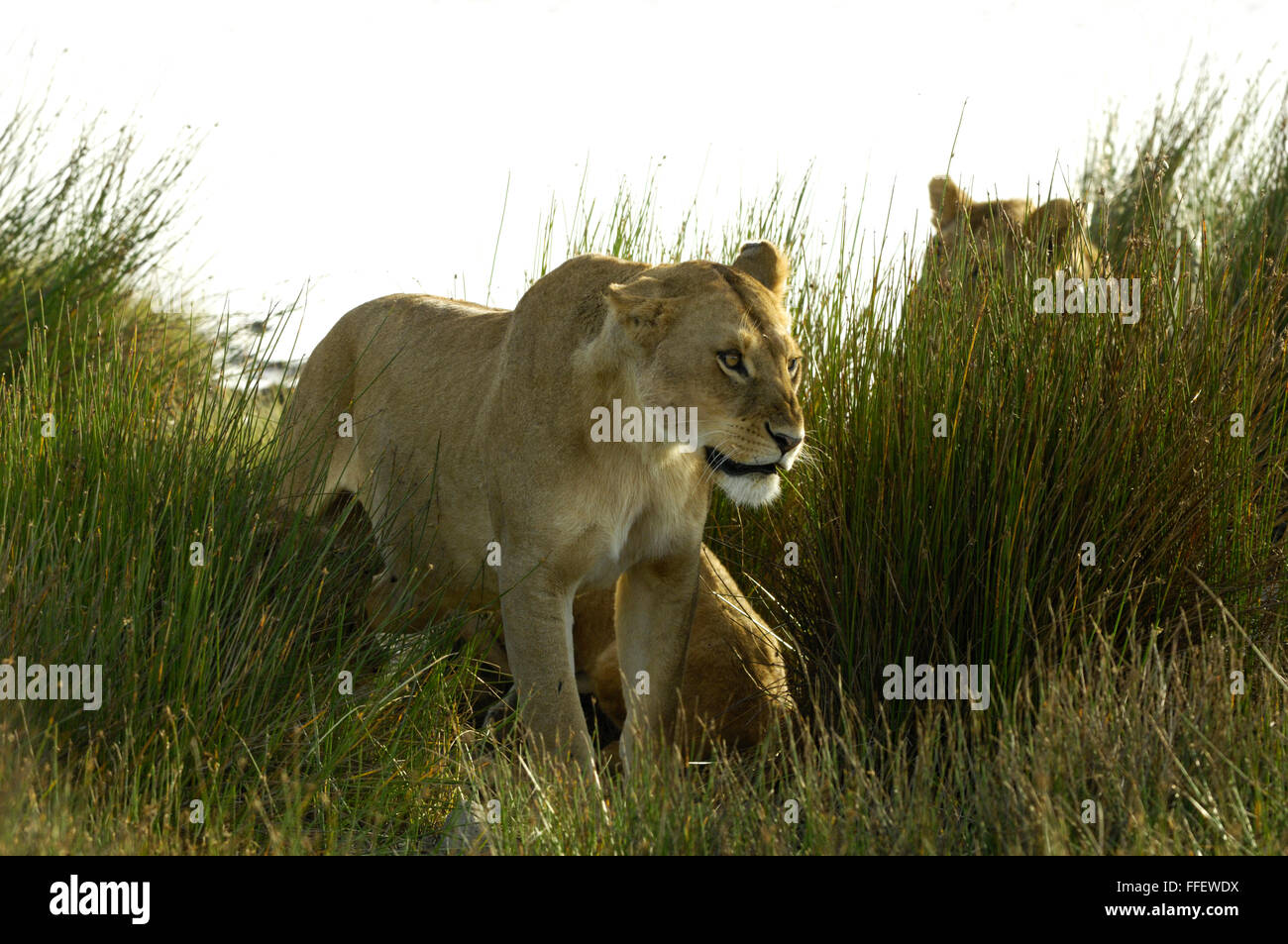 Lionne à Serengeti Banque D'Images