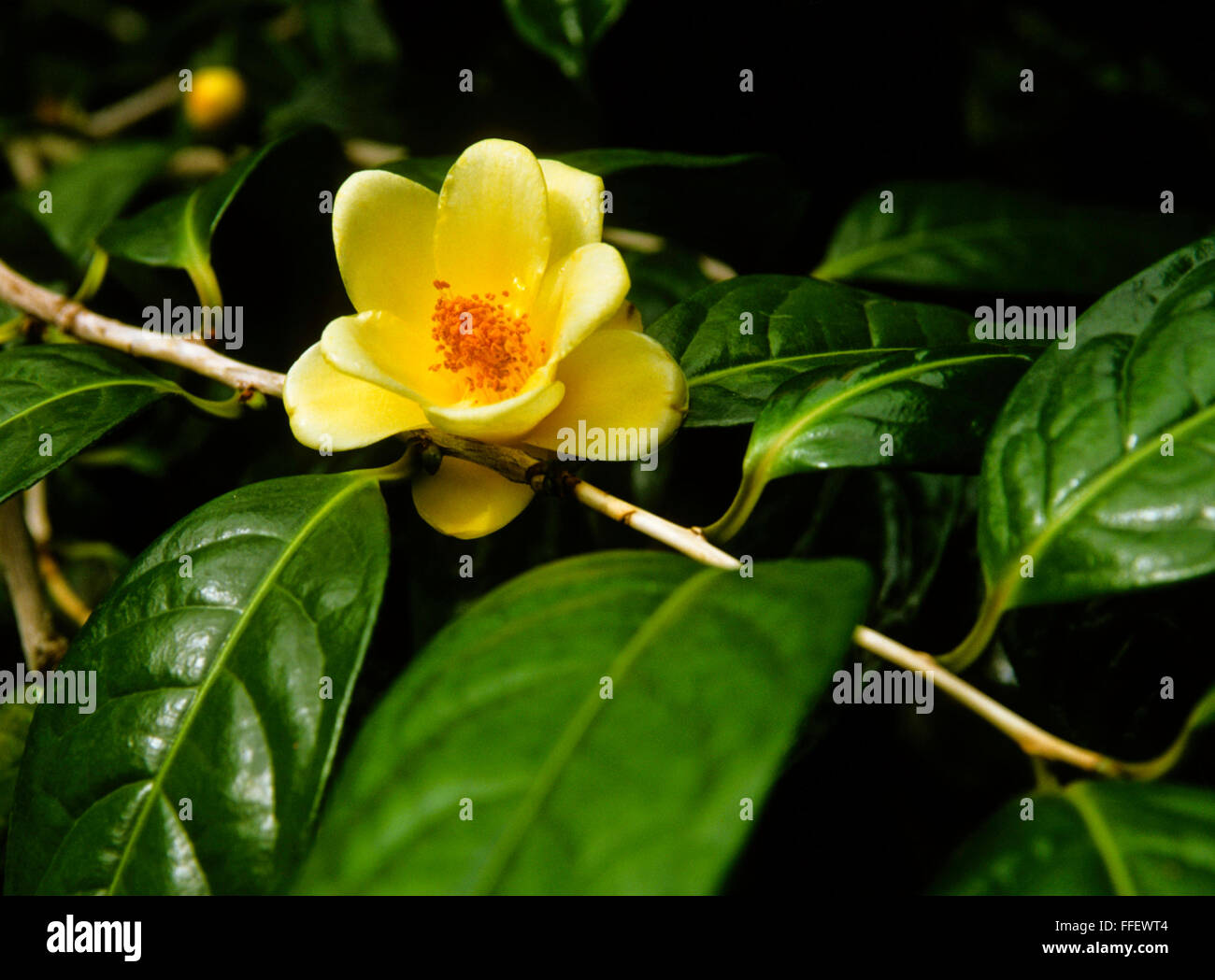 Camellia chrysantha Banque D'Images