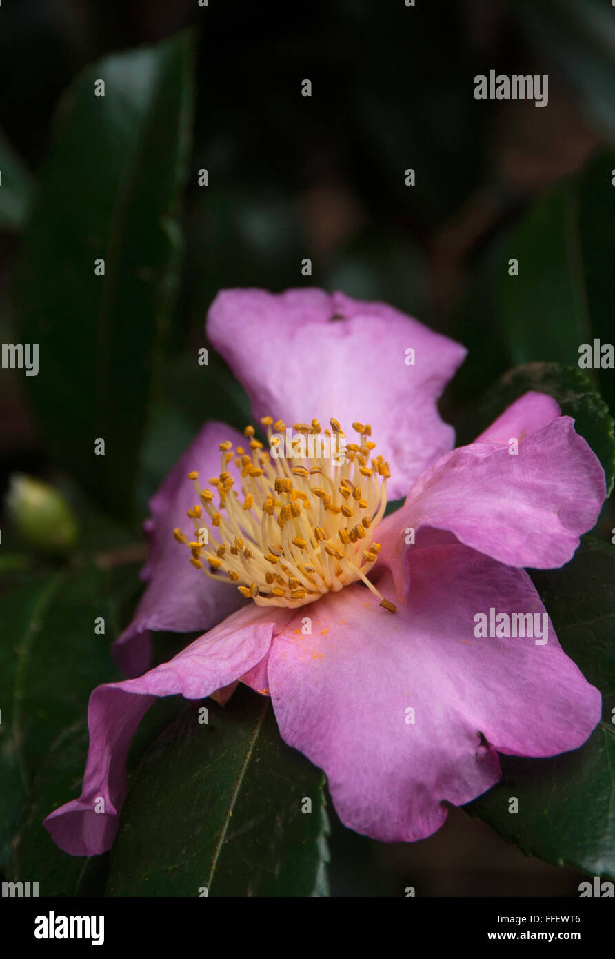 Star de l'hiver Camellia Banque D'Images