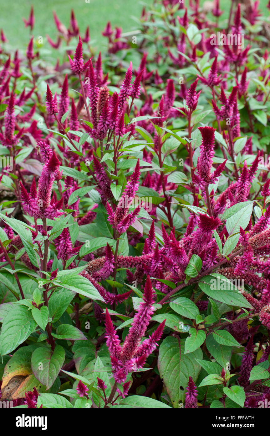 Celosia spicata, Celway Red Banque D'Images