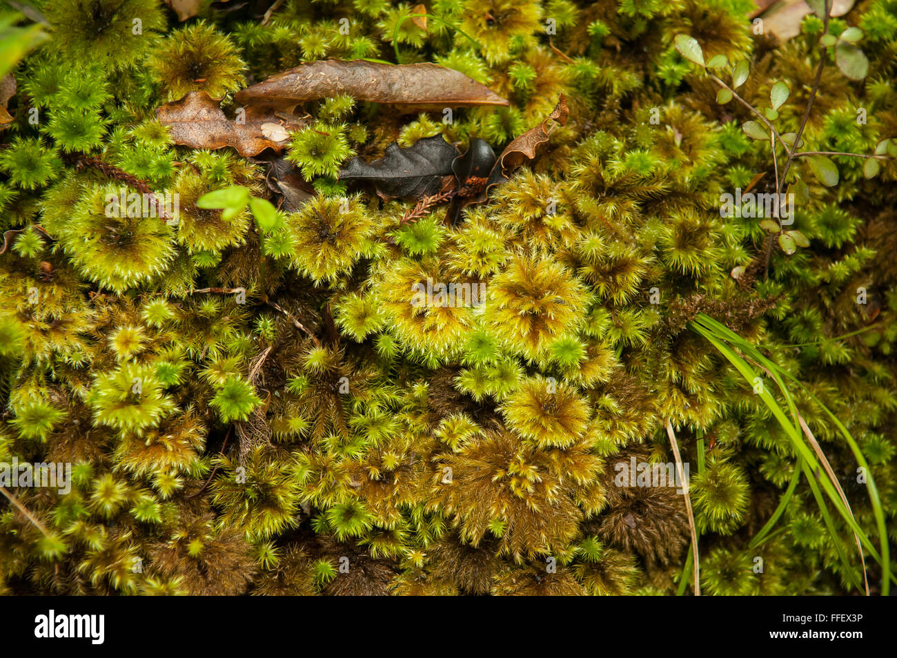 Hypopterygium rotulatum, Moss parapluie Banque D'Images