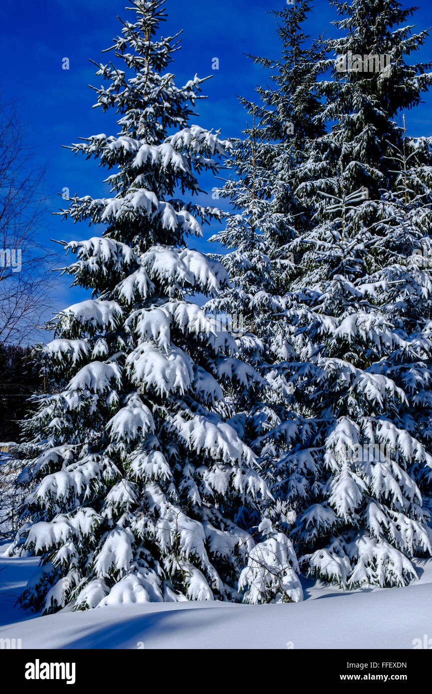 Pins enneigés, la neige a couvert, gros plan, paysage, montagne Banque D'Images