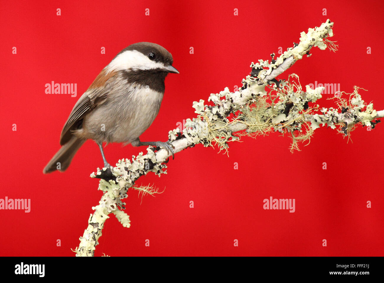 Une Mésange à dos de lichens contre rouge. Banque D'Images
