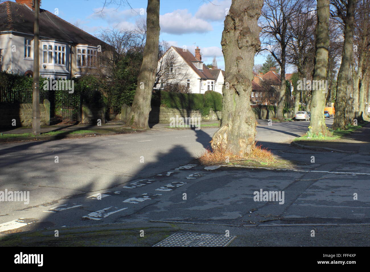 Un arbre pousse au milieu d'un carrefour sur une route bordée d'arbres dans une banlieue verdoyante de la ville de Sheffield, Yorkshire UK Banque D'Images