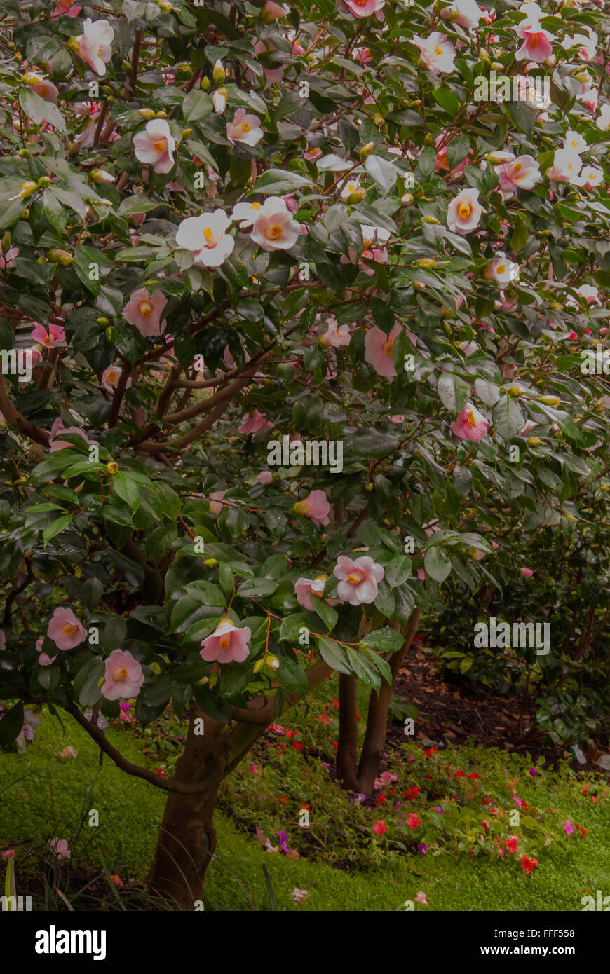 Camellia japonica Claudia Lane Banque D'Images