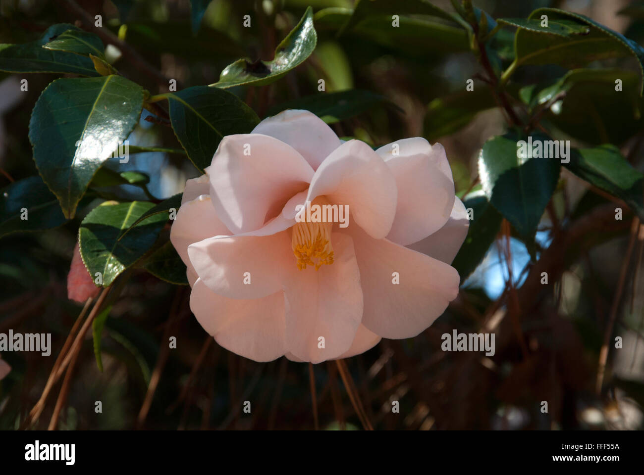 Camellia japonica ' ' Magnoliaeflora Banque D'Images