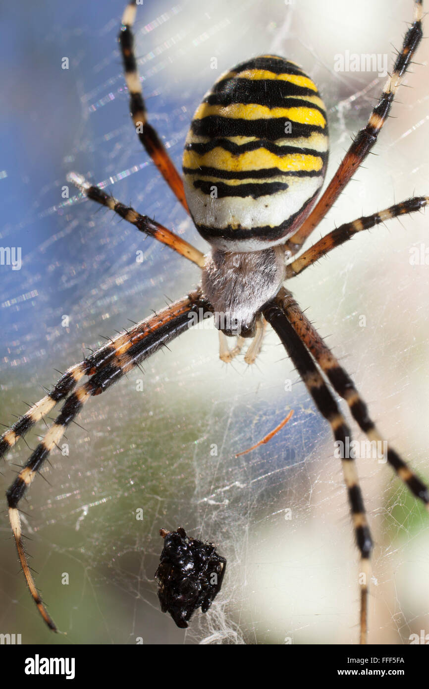 Une araignée argiope bruennichi, wasp, sur le point de consommer la proie enveloppée dans son site web. Banque D'Images
