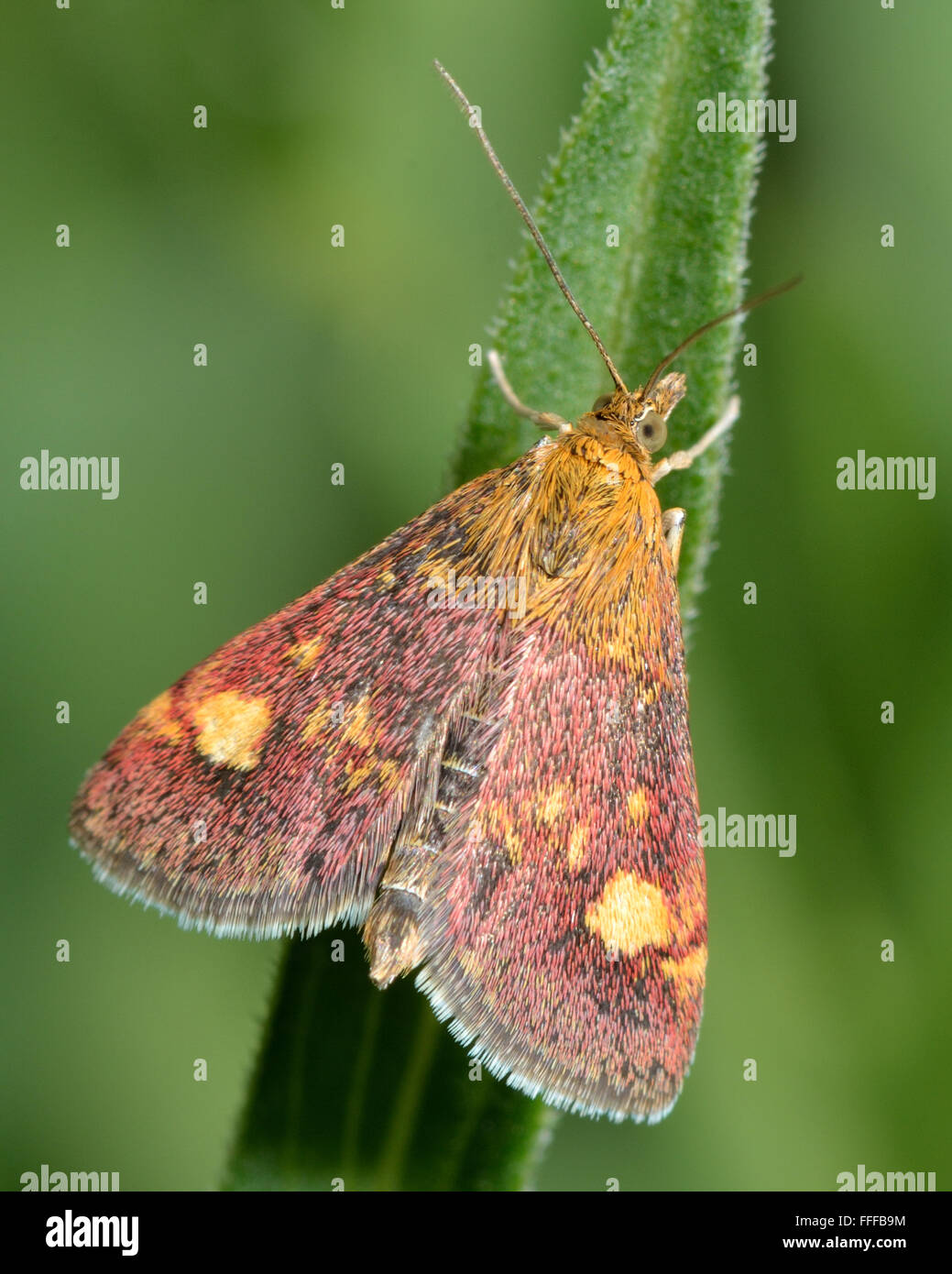 La menthe (Pyrausta aurata). Un bel Or et pourpre micro papillon de la famille des Crambidae Banque D'Images