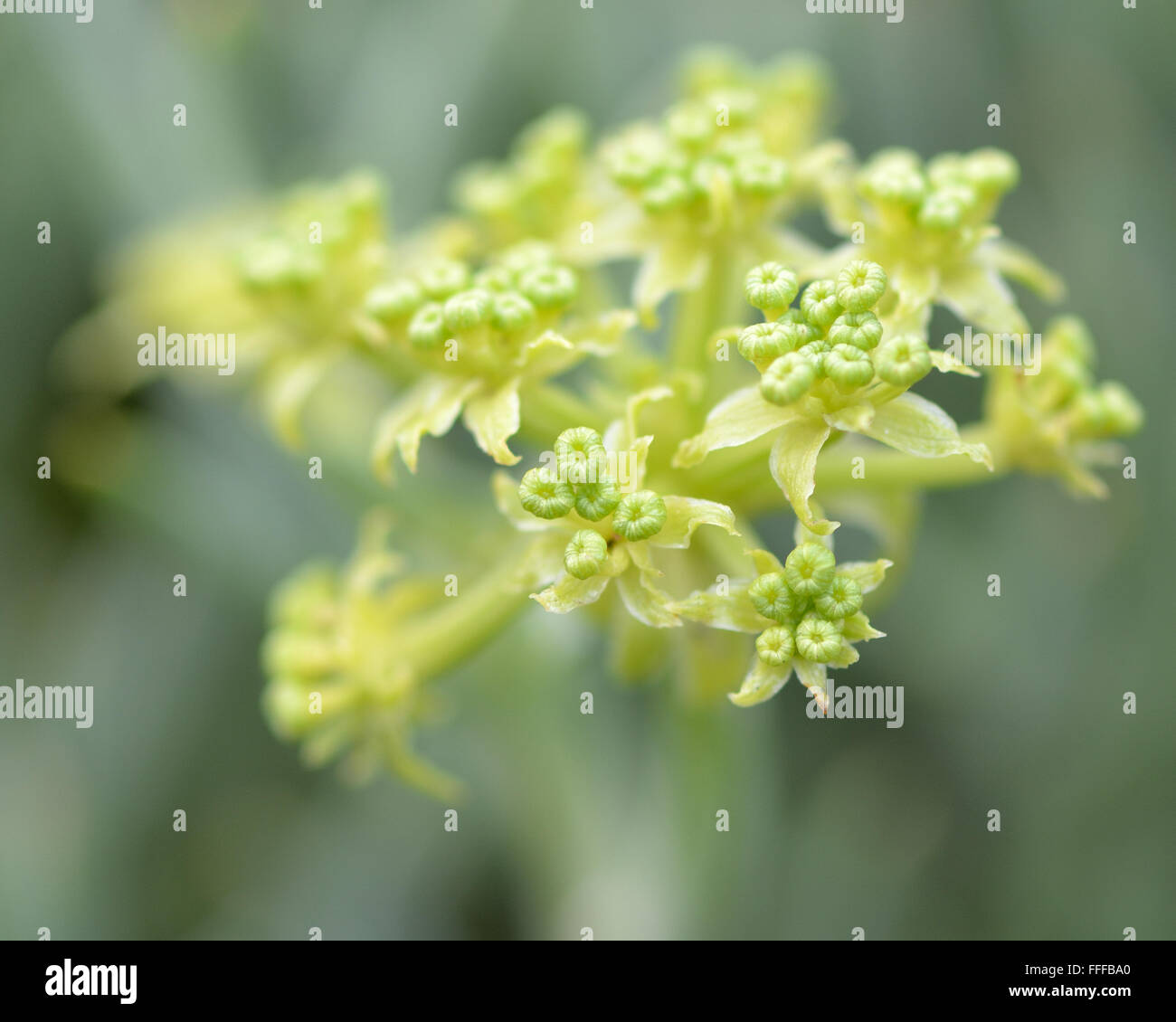Rock samphire (Crithmum maritimum) en fleurs. Une plante comestible de la famille (Apiaceae), souvent connu sous le nom de fenouil de mer Banque D'Images