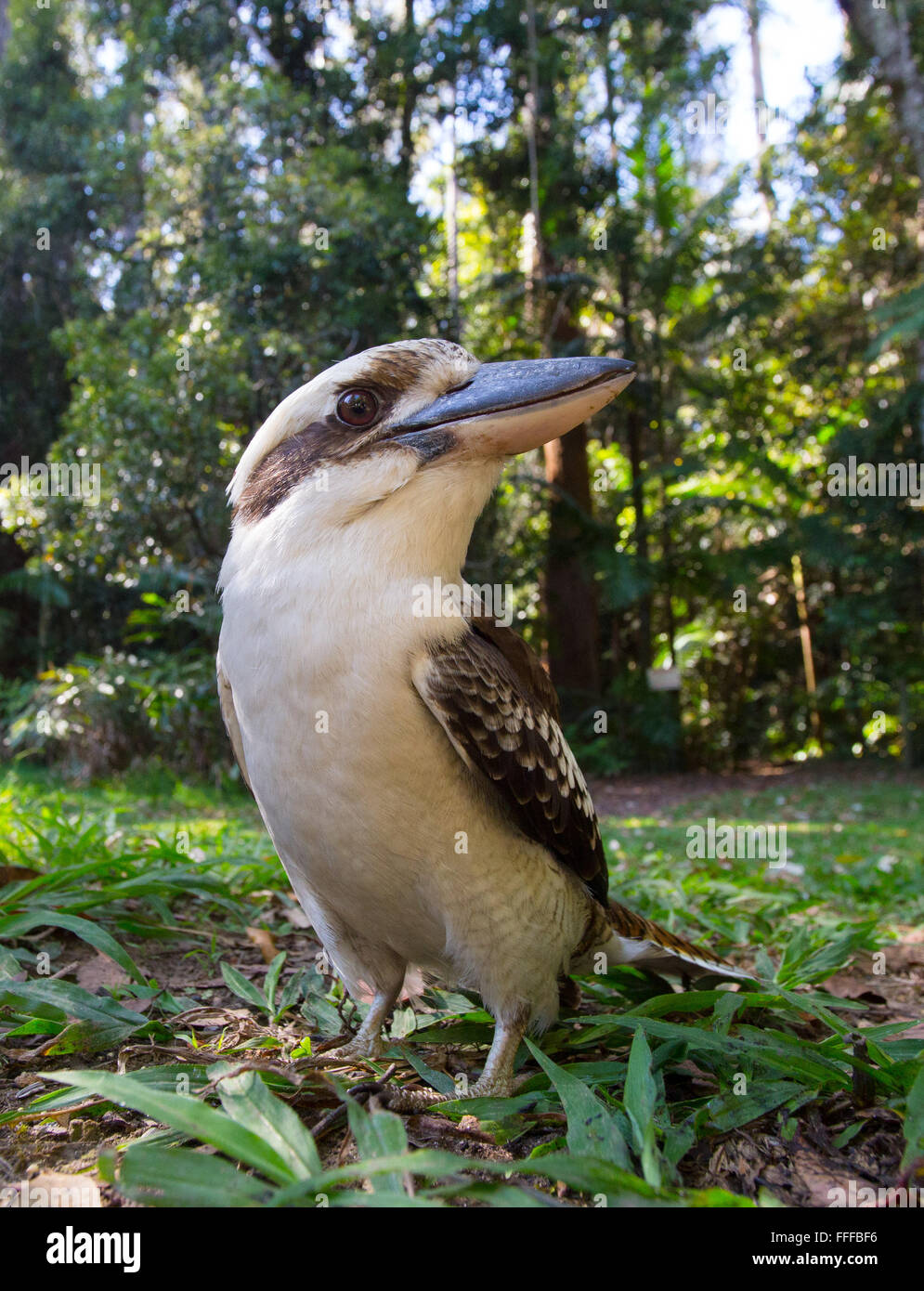 Laughing Kookaburra Dacelo novaeguineae), (Dernier verre National Park, NSW, Australie Banque D'Images