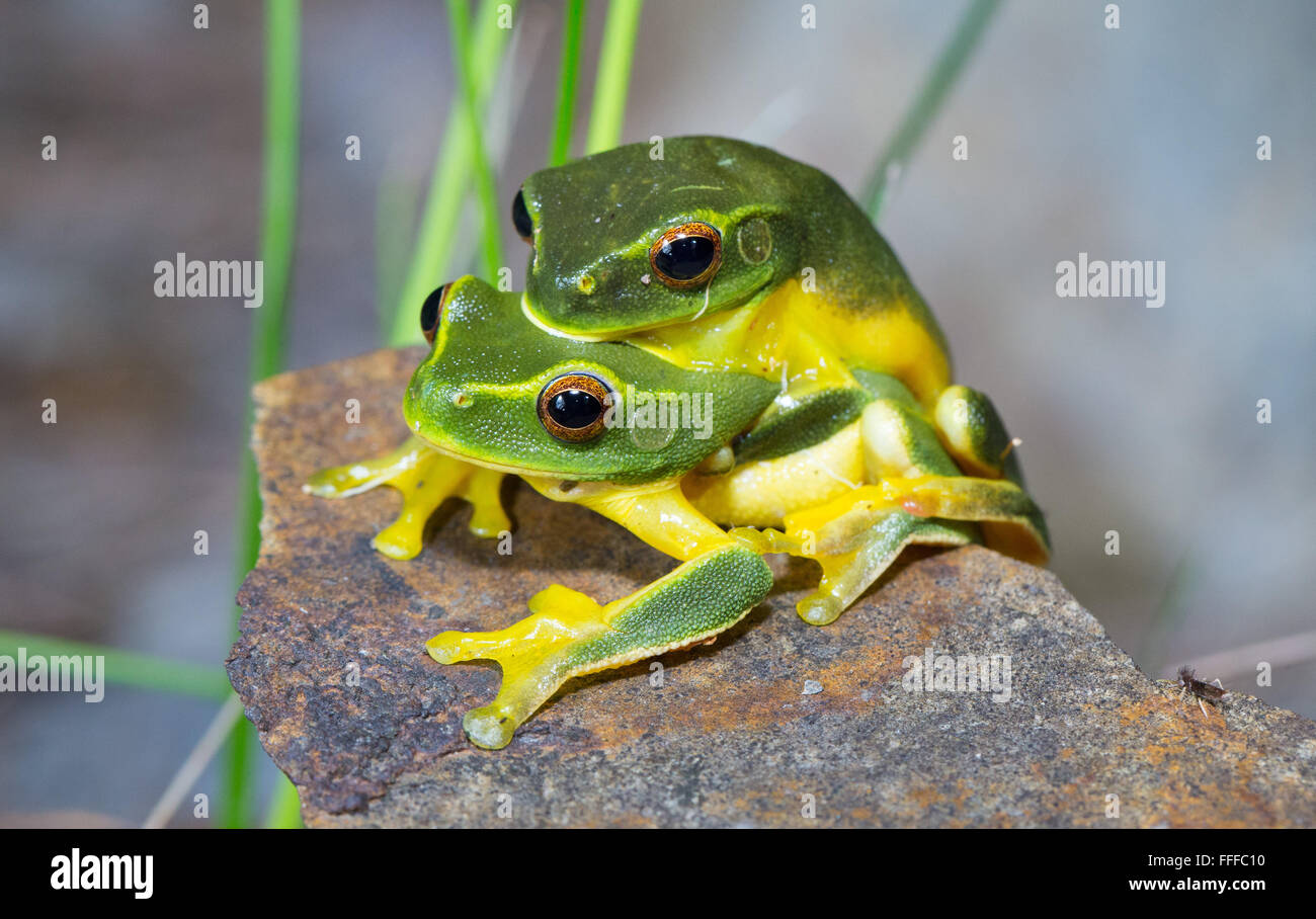 Rainette verte Dainty (Litoria gracilenta). Également connu sous le nom de grenouille d'arbre gracieux, en amplexus, NSW, Australie Banque D'Images