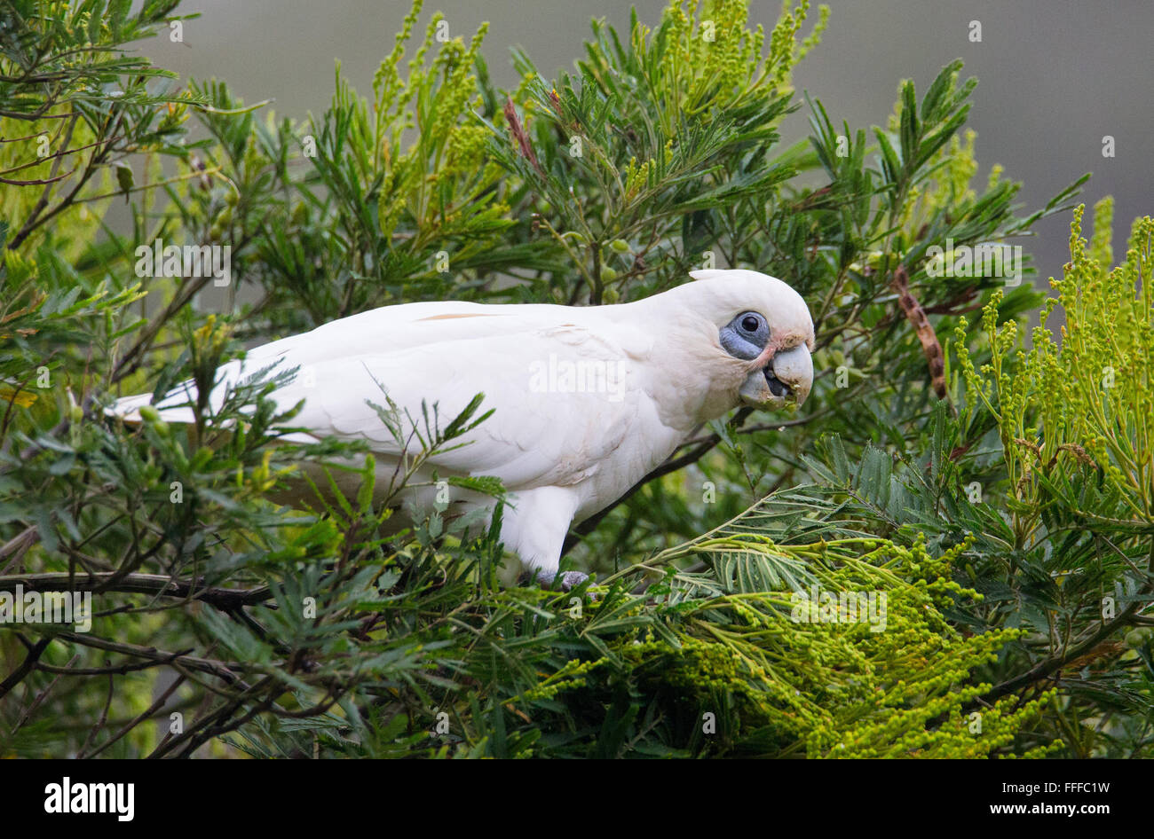 Peu de Corella (Cacatua sanguinea) se nourrissent de graines d'acacia dans le Royal National Park, NSW, Australie Banque D'Images