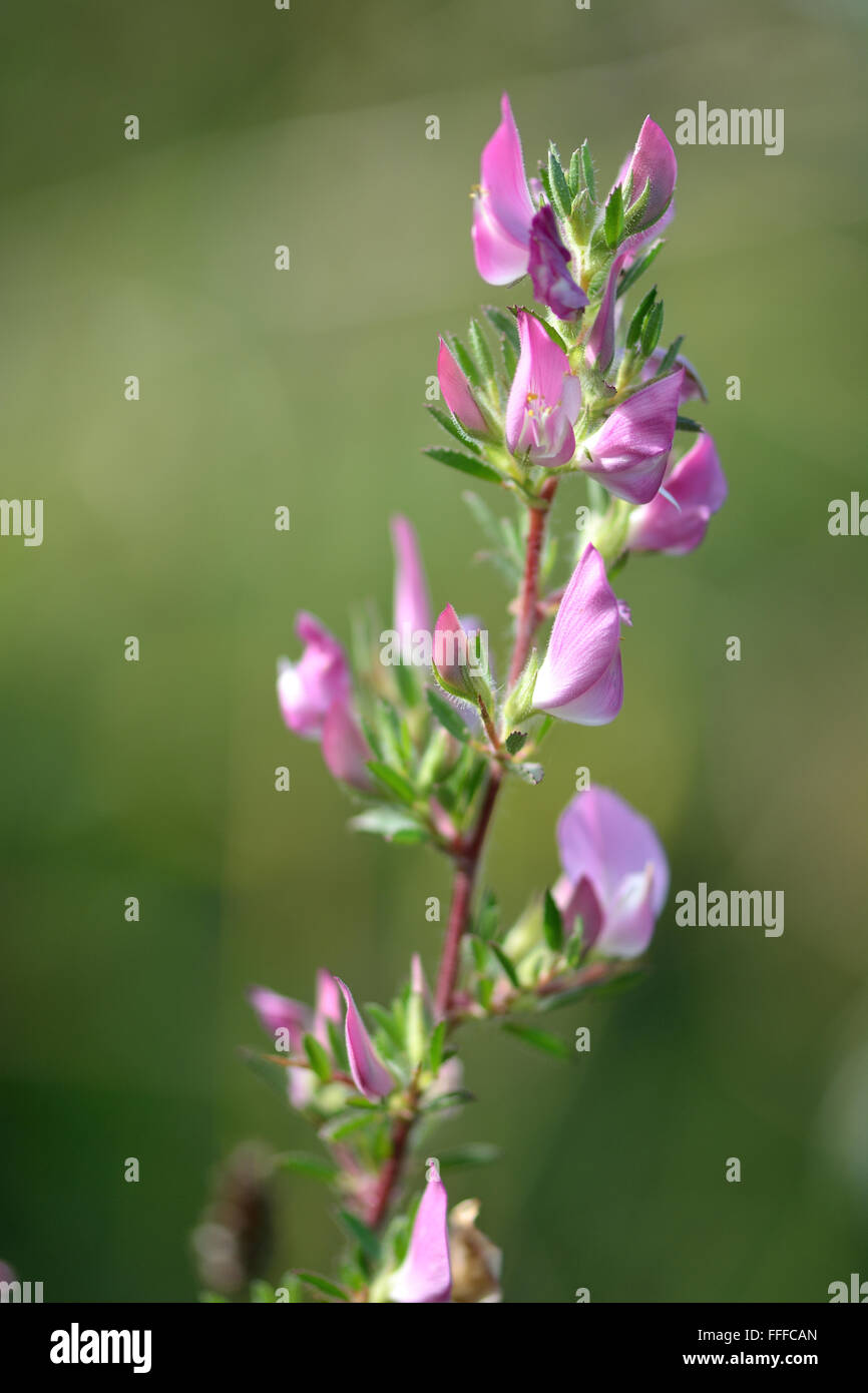 (Ononis spinosa restharrow épineuse). Un membre de la famille des pois (Fabaceae), avec de délicates fleurs roses Banque D'Images