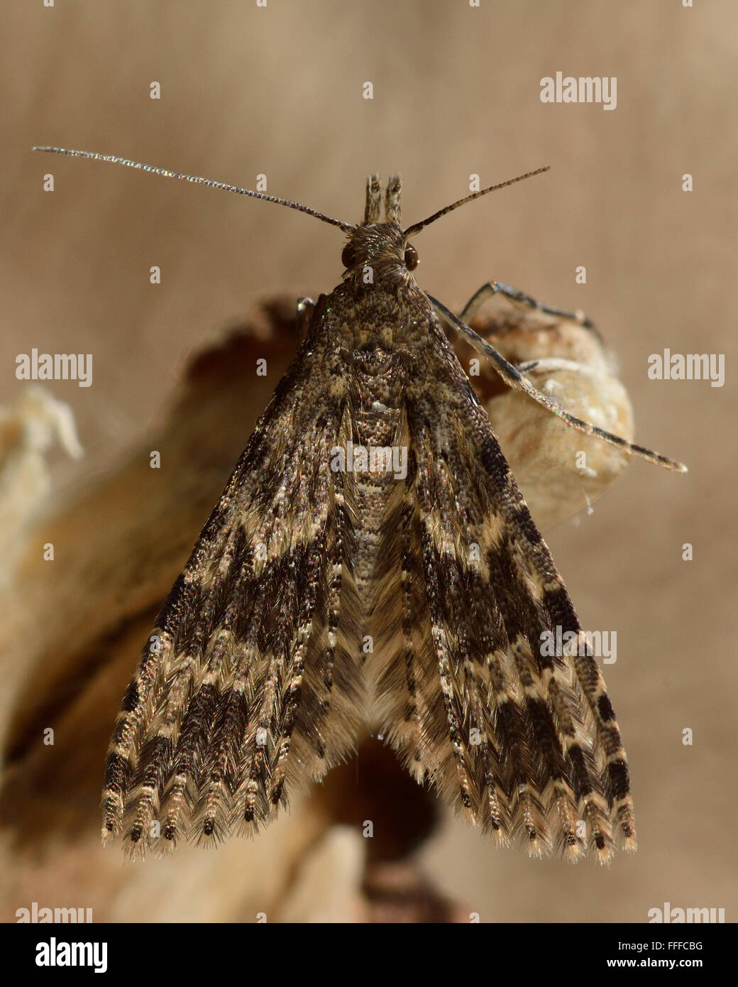 Vingt-plume moth (Alucita hexadactyla). Micro d'amphibien de la famille des Alucitidae au repos Banque D'Images