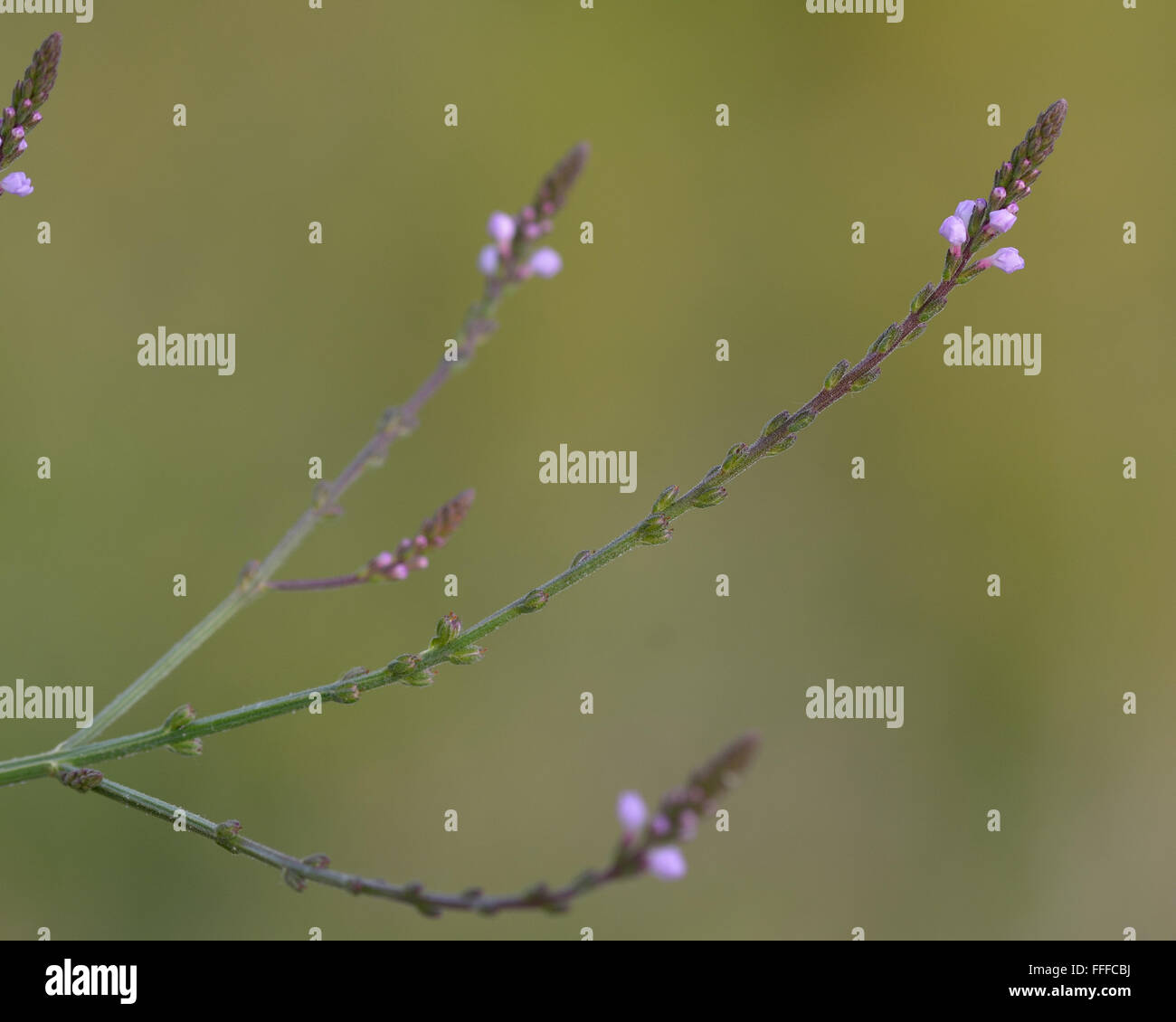 Verveine (Verbena officinalis). Plante de la famille des Verbénacées avec fleurs violettes Banque D'Images