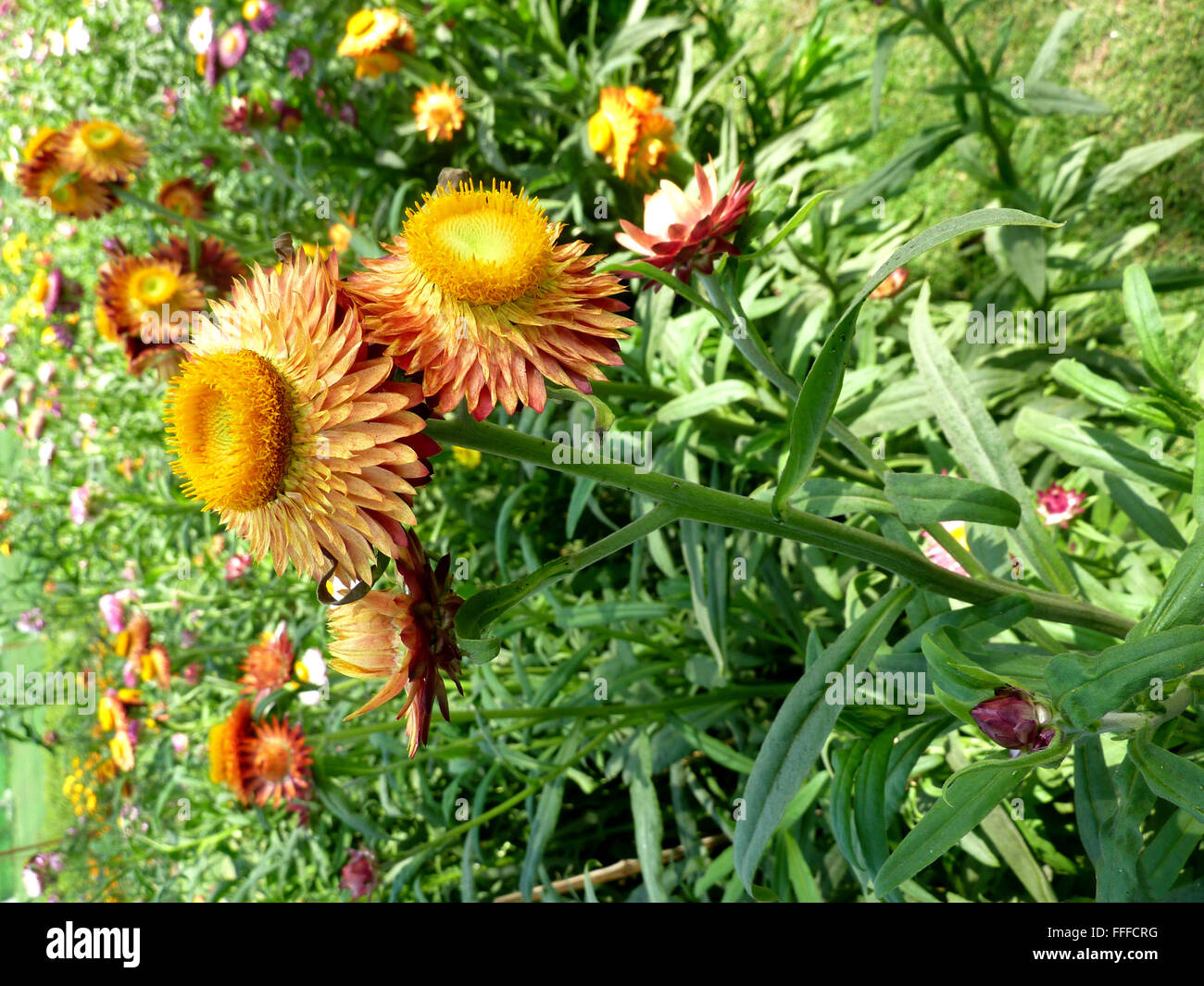 Helichrysum bracteatum, paille, herbe fleurs ornementales avec tiges velues, feuilles lancéolées et papyracée jaune orange fleur Banque D'Images