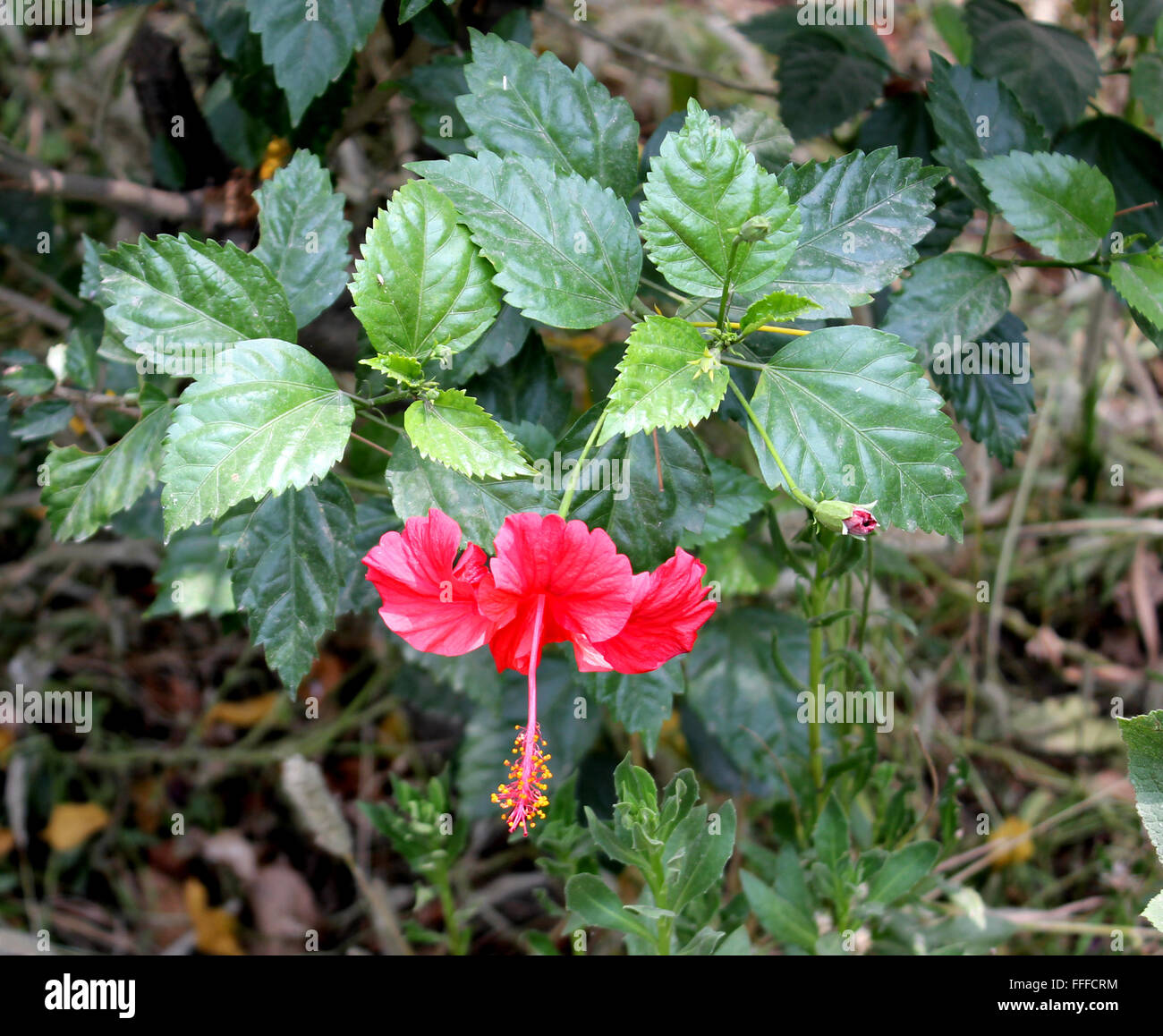 Hibiscus rosa-sinensis, la Chine a augmenté, Evergreen plantes vivaces ou petit arbre à feuilles ovales et les fleurs rouges Banque D'Images