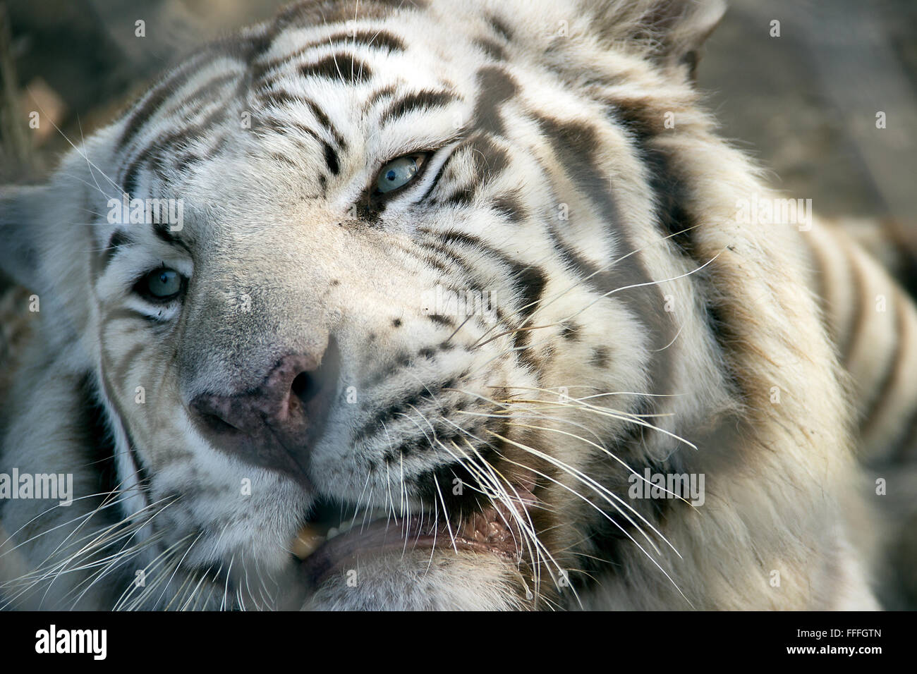 ZOO de Belgrade - le tigre du Bengale (Panthera tigris tigris) montrant une mauvaise humeur à cause d'être photographié Banque D'Images