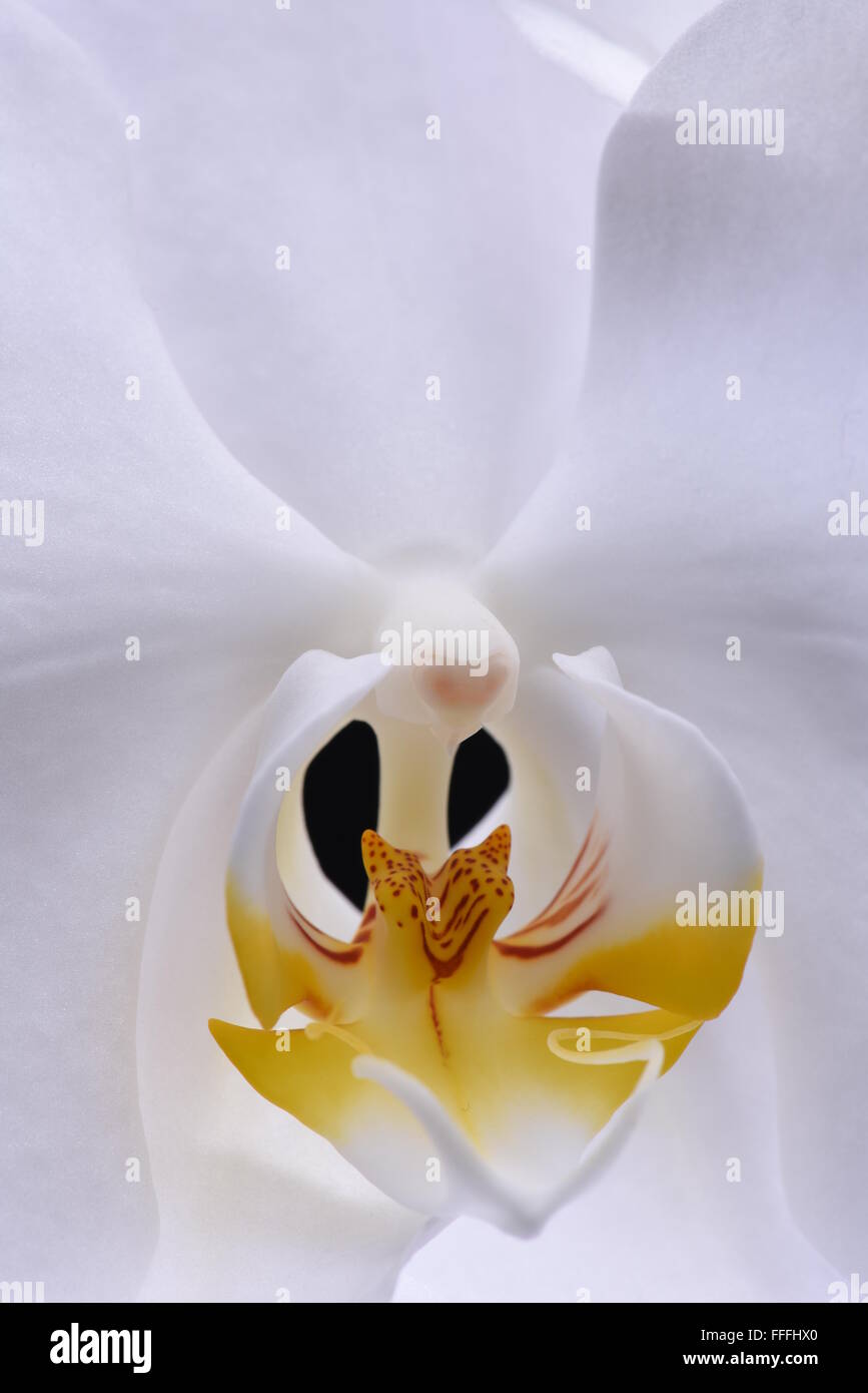 Macro d'orchidée blanche fleur sur fond noir Banque D'Images Macro d'orchidée blanche fleur sur fond noir Banque D'Images