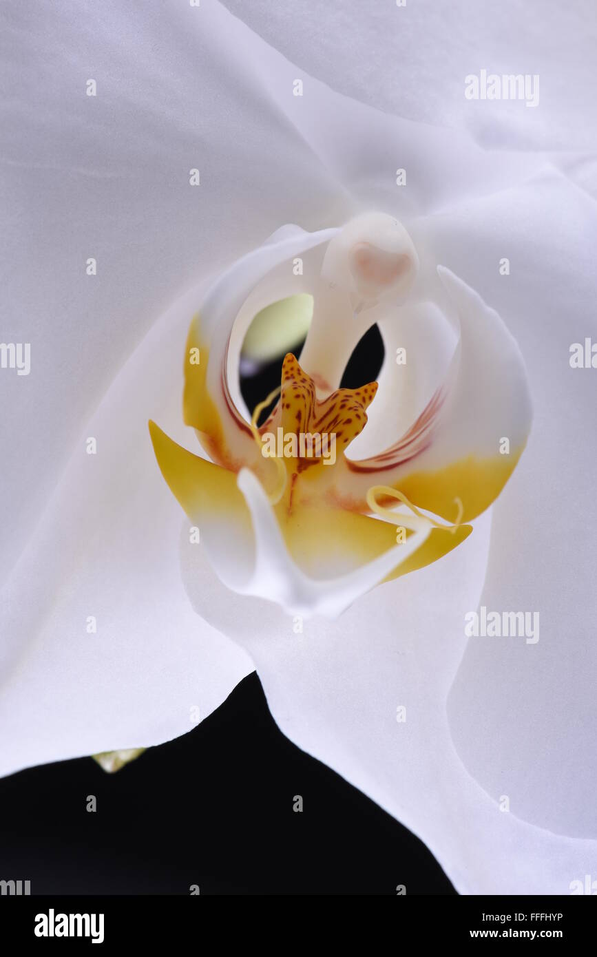 Macro d'orchidée blanche fleur sur fond noir Banque D'Images Macro d'orchidée blanche fleur sur fond noir Banque D'Images