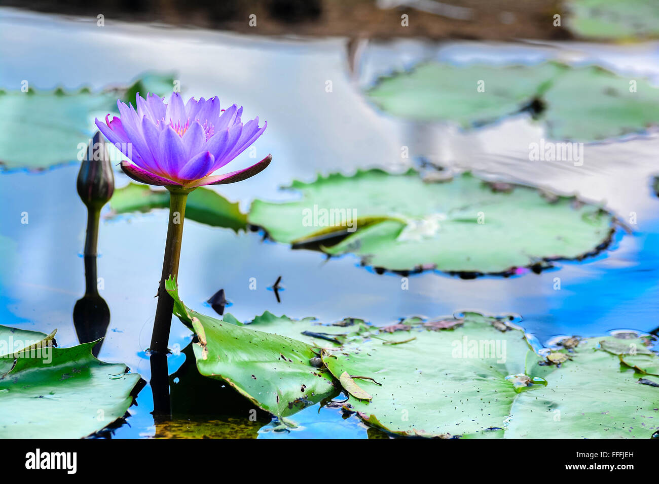 Nil Manel ou Nénuphar bleu à fleurs Jardin botanique royal de Peradeniya, Sri Lanka Banque D'Images