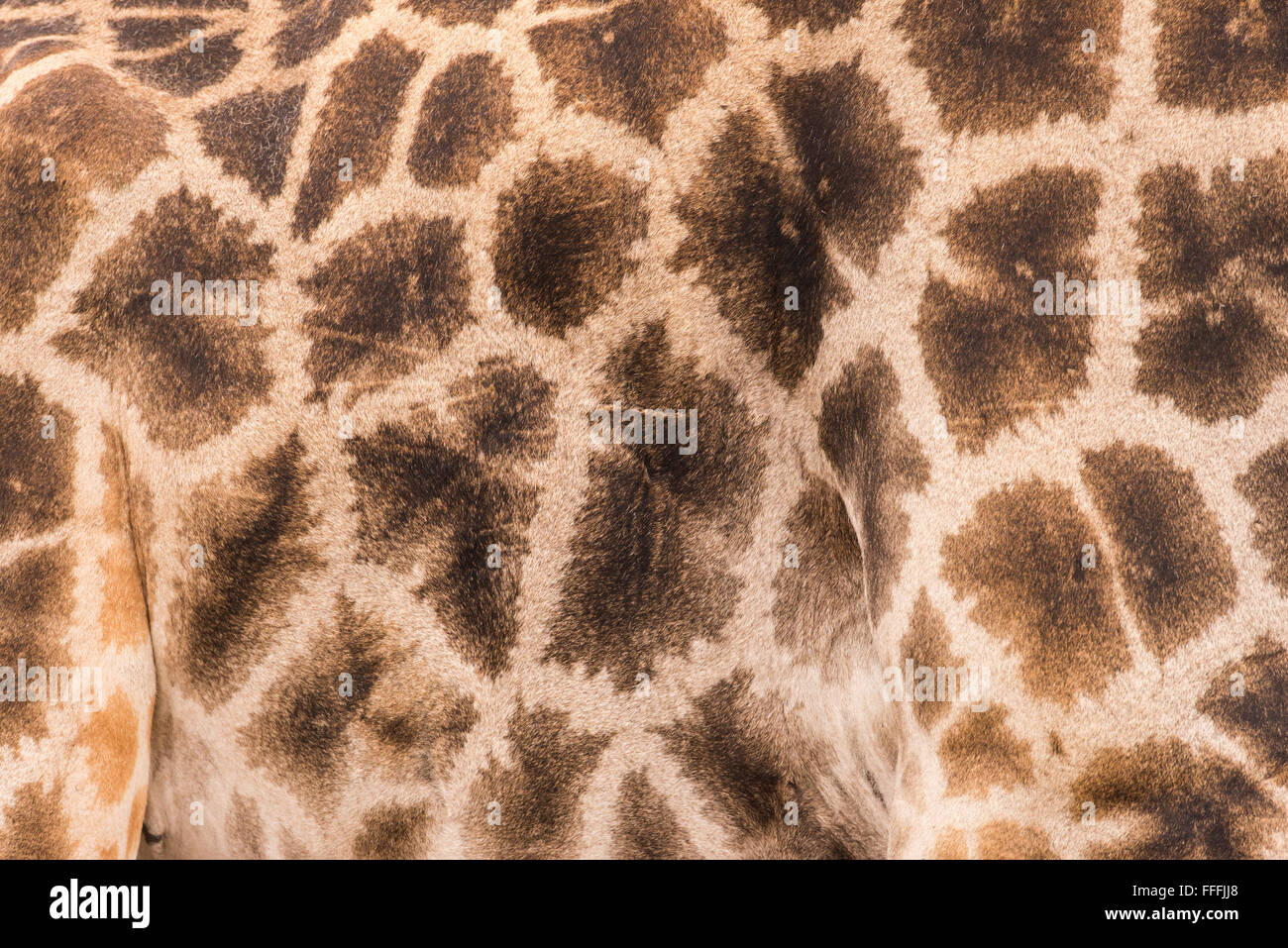 Close up de Giraffe fourrure, de la peau et taches Banque D'Images