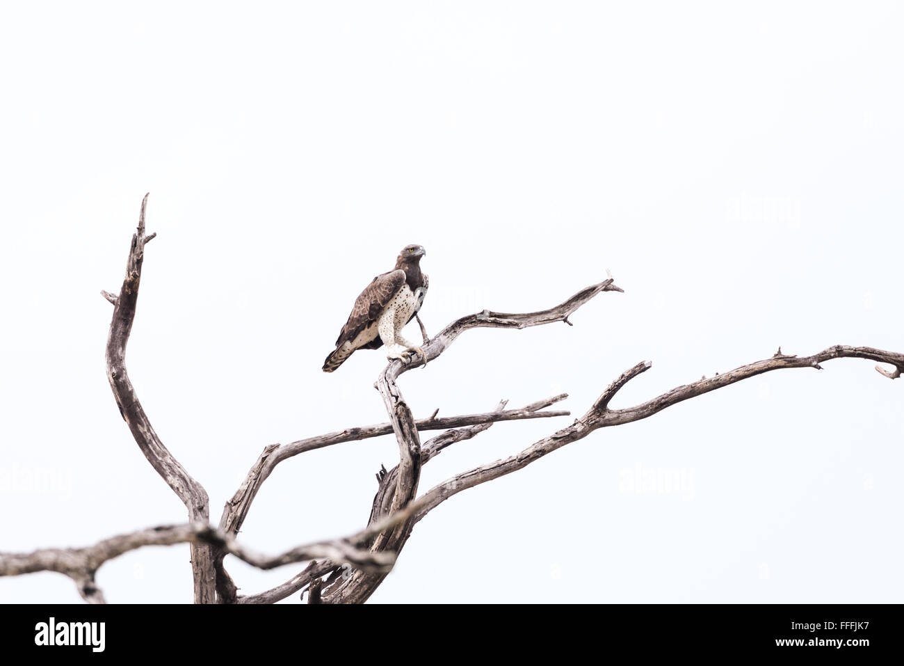 (Polemaetus bellicosus Martial Eagle) perché en arbre mort, Okavango Delta, Botswana, Novembre Banque D'Images