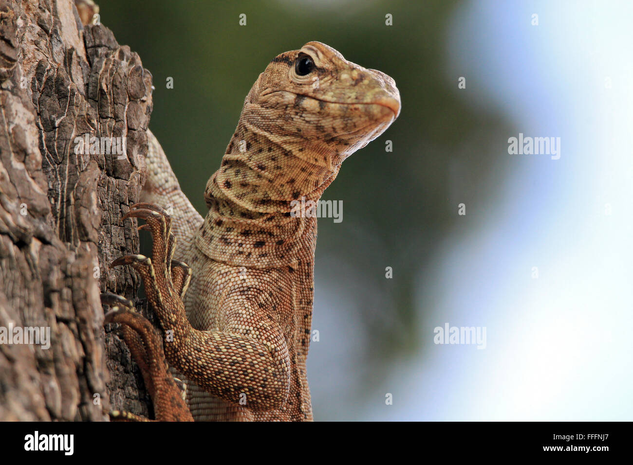 Close-up d'un jeune moniteur de terrain (Varanus Bengalensis), escalade à arbre. Parc national de Yala, au Sri Lanka Banque D'Images