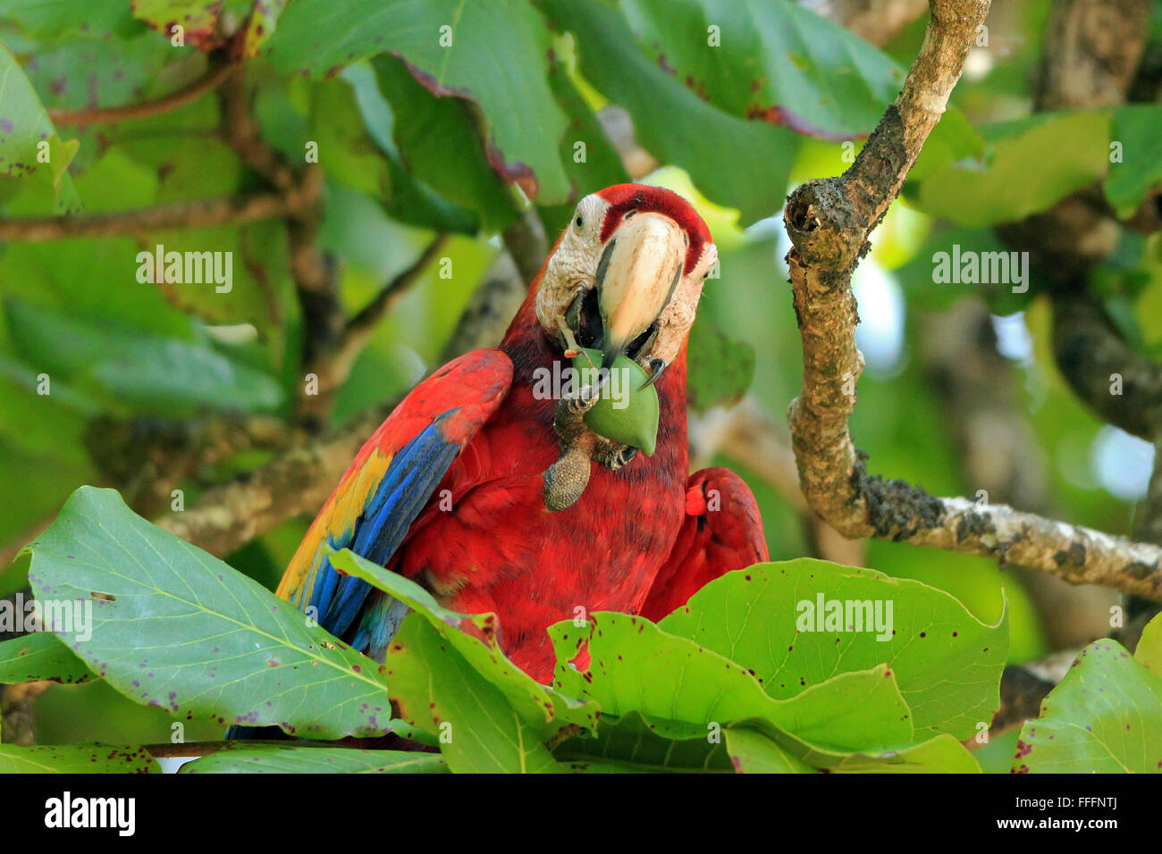 Ara rouge (Ara macao) manger un fruit. San Pedriollo, Corcovado, Costa Rica Banque D'Images