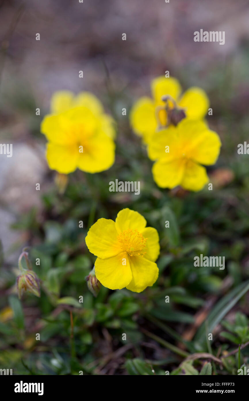 Rock Rose Helianthemum commun ; fleurs ; UK nummularium Anglesey Banque D'Images