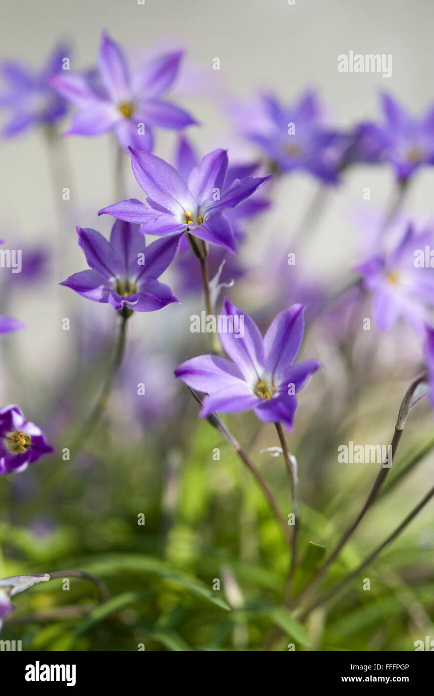 Ipheion uniflorum n 'Froyle Mill' Banque D'Images