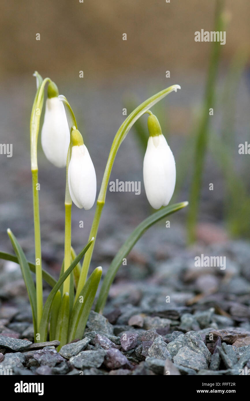 Snowdrop Galanthus, des fleurs dans un jardin alpin Banque D'Images