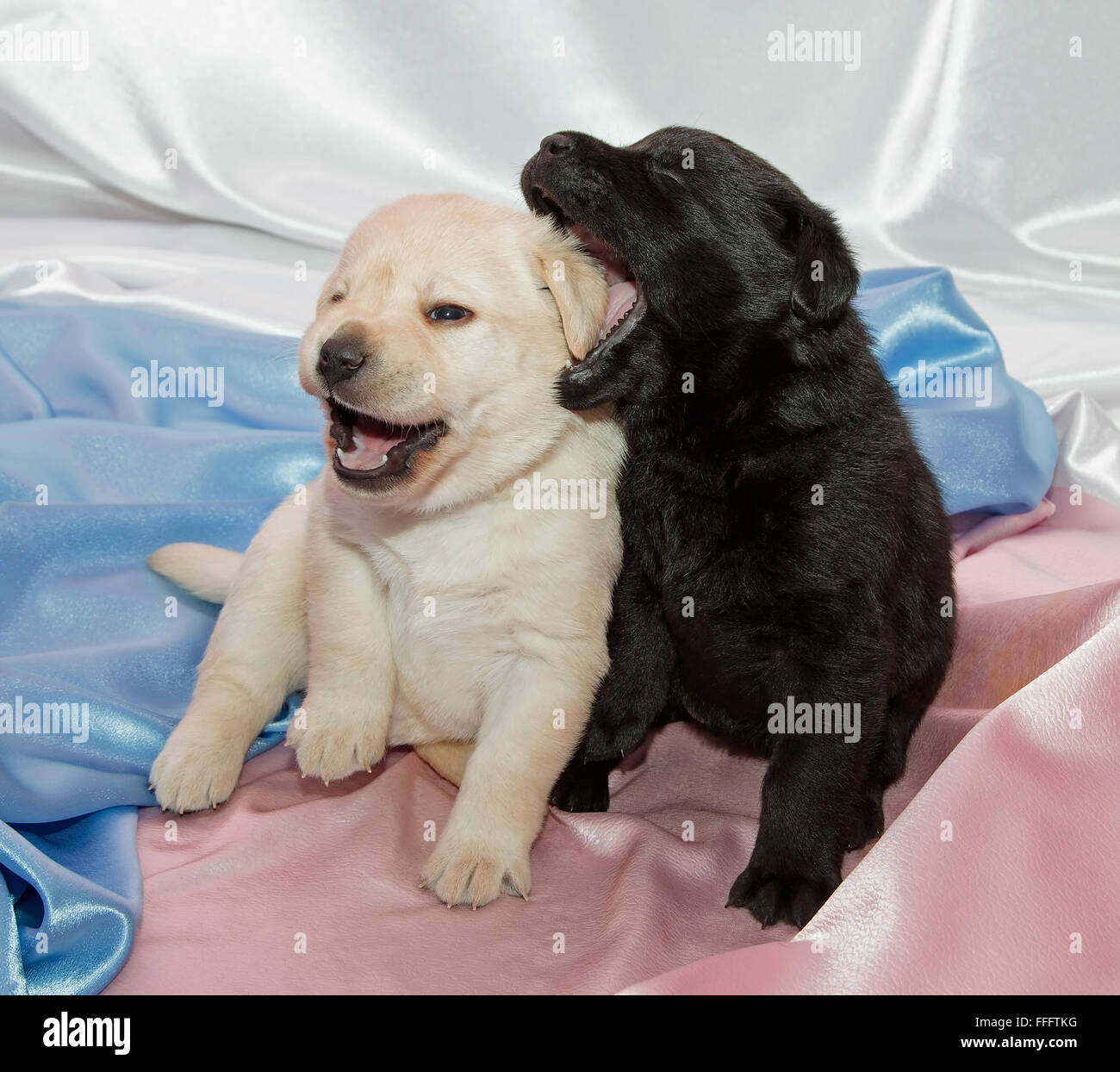 Deux Labrador retriever puppies à jouer. Banque D'Images