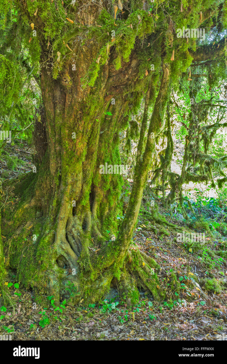 Arbre avec mousse verte dans les forêts tropicales, de l'Abkhazie, Géorgie Banque D'Images