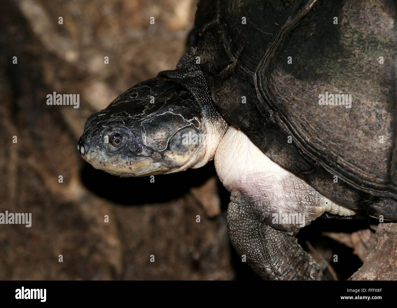 La boue de l'Afrique de l'Ouest (tortues Pelusios castaneus), alias côté de l'Afrique de l'Ouest ou tortue de marais d'eau douce Banque D'Images