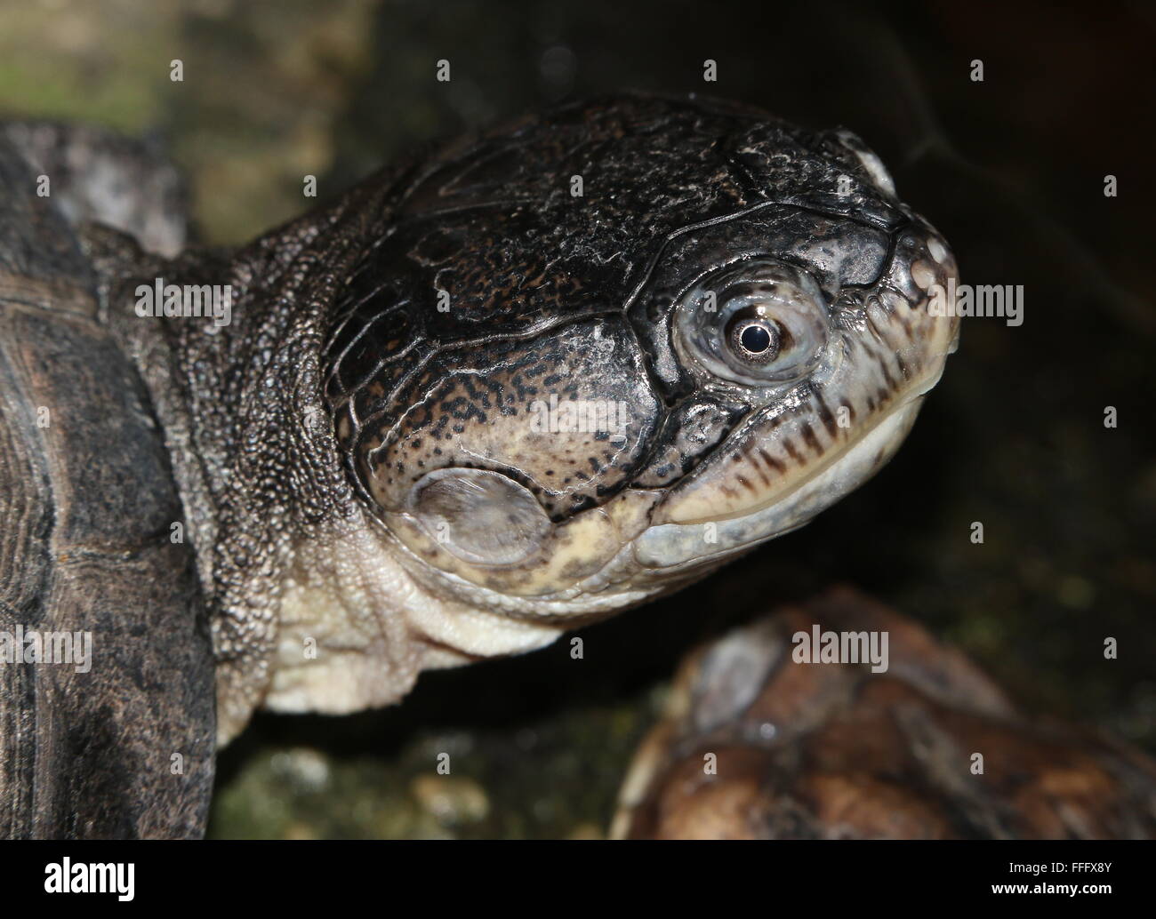 Gros plan de la tête d'une boue de l'Afrique de l'Ouest (tortues Pelusios castaneus), alias côté de l'Afrique de l'Ouest ou tortue de marais d'eau douce Banque D'Images