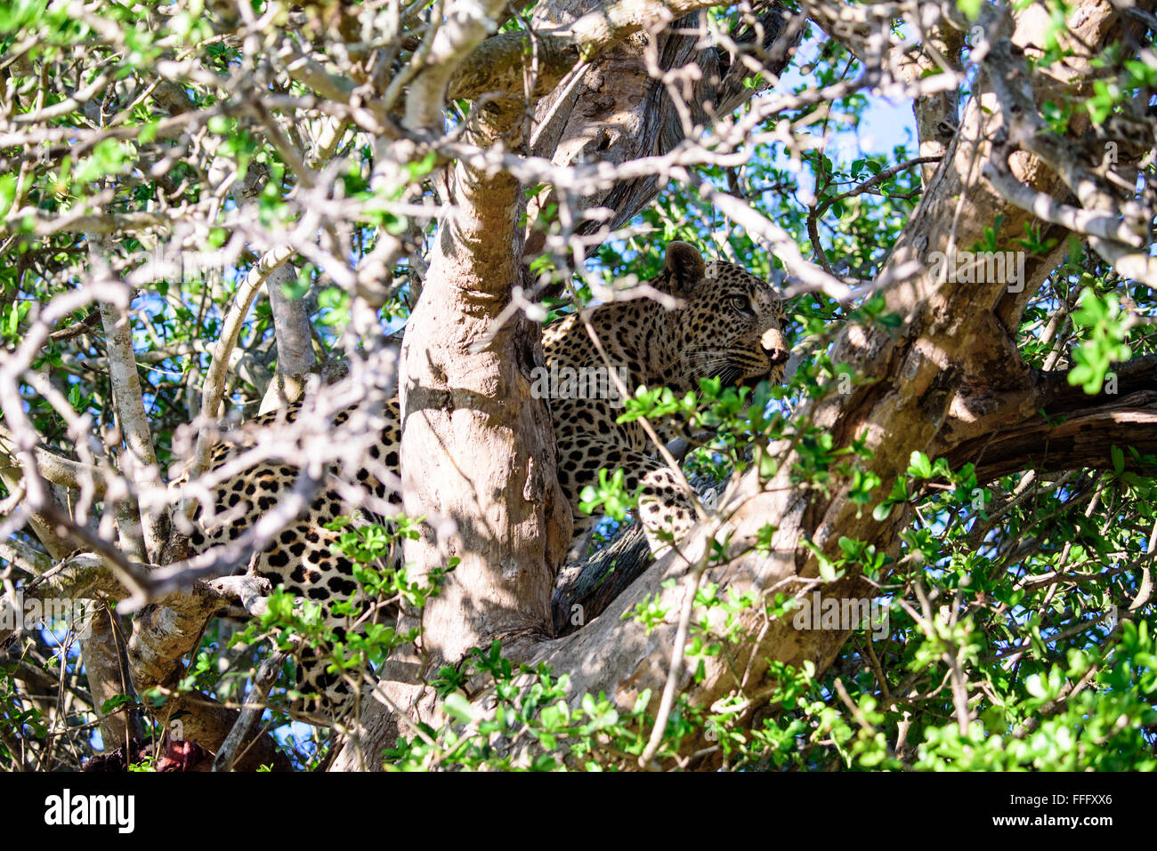 Leopard se cacher dans un arbre Banque D'Images