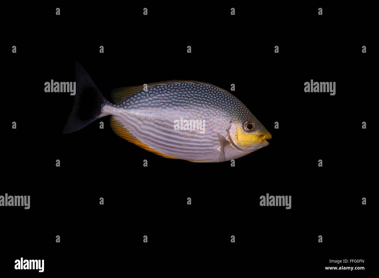 Le 1 février 2016 - striées sigan marbré, strié sigan marbré ou Java (poisson lapin Siganus javus) Océan Indien, Hikkaduwa, au Sri Lanka, en Asie du Sud © Andrey Nekrasov/ZUMA/ZUMAPRESS.com/Alamy fil Live News Banque D'Images